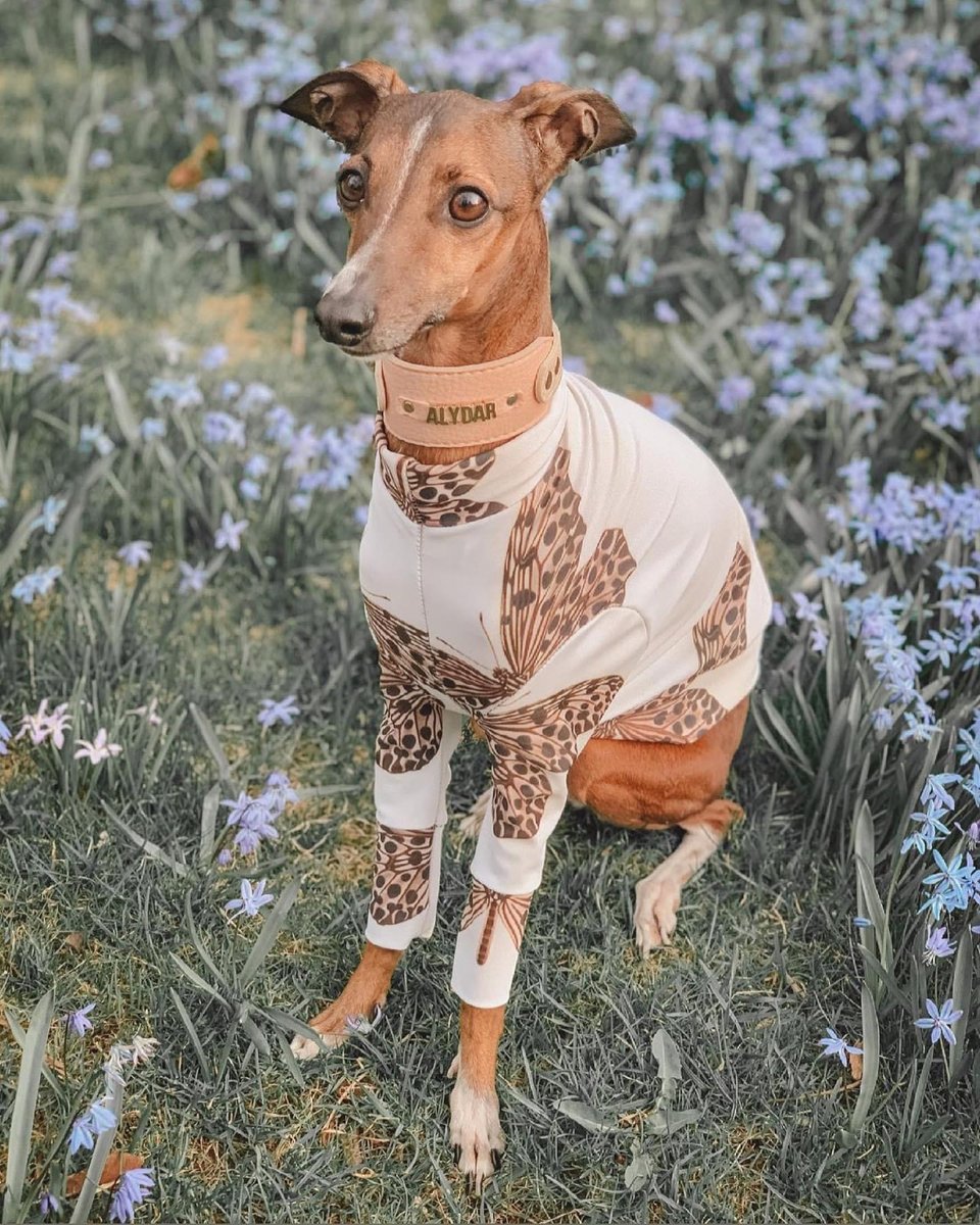 Do Italian Greyhounds Swim