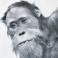 mudlust's account image