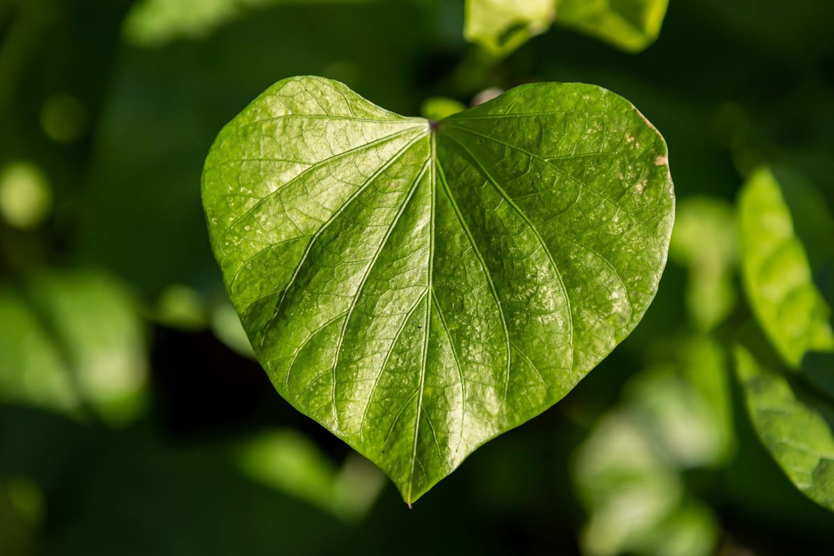 The Green Heart Project