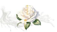 milkhoneyrose's account image
