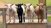 Mercy Farm Goat Milk Products's account image