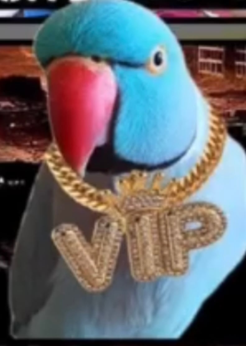 Home | Opie the Vip Bird Merchandise