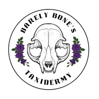 Barely Bone’s Taxidermy 's account image