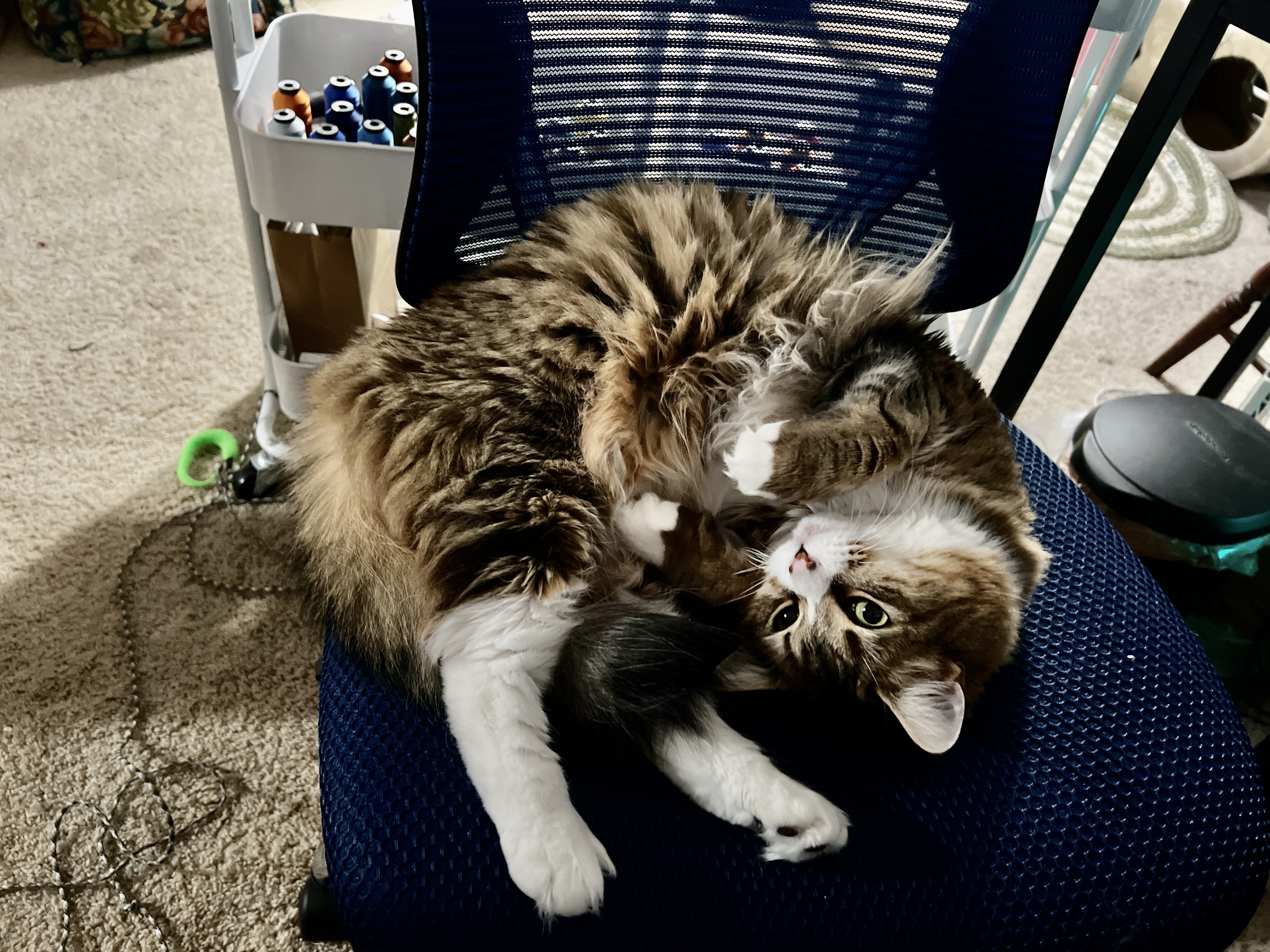 My brown tabby cat, Hagrid, curled up on my blue desk chair next to a cart of embroidery threads and tools