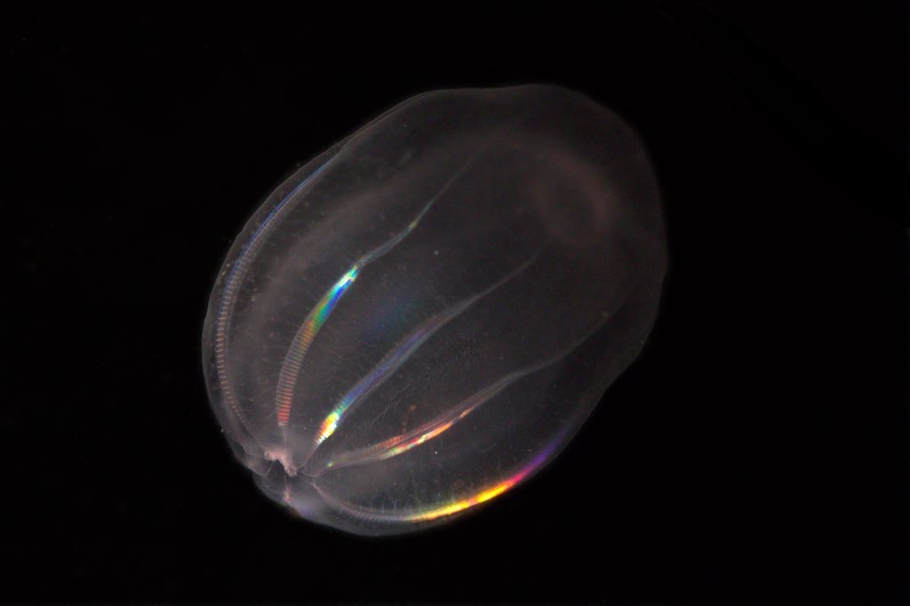 A pink ctenophore, Beroe, on a black background