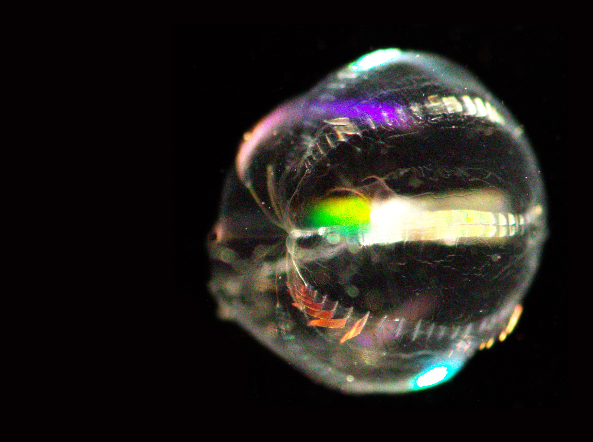 Another ctenophore, Pleurobrachia bachei, shown up close so it's beating comb rows are individual colors