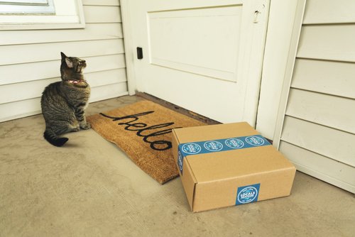 cat on doorstep with delivered package