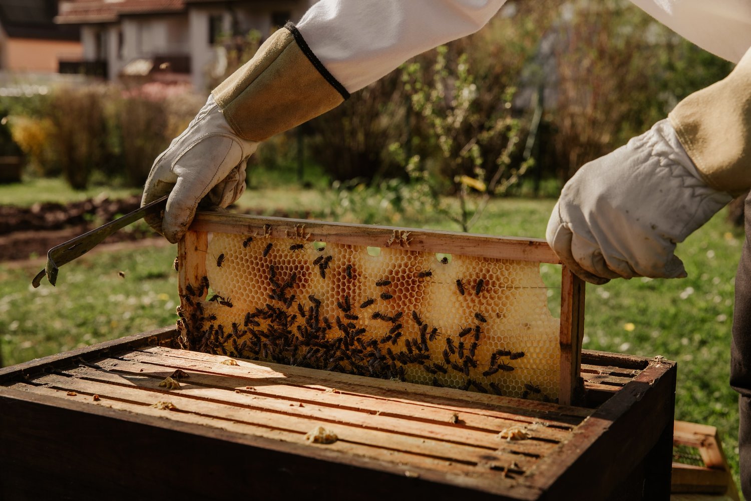 beekeeper working in the beehive