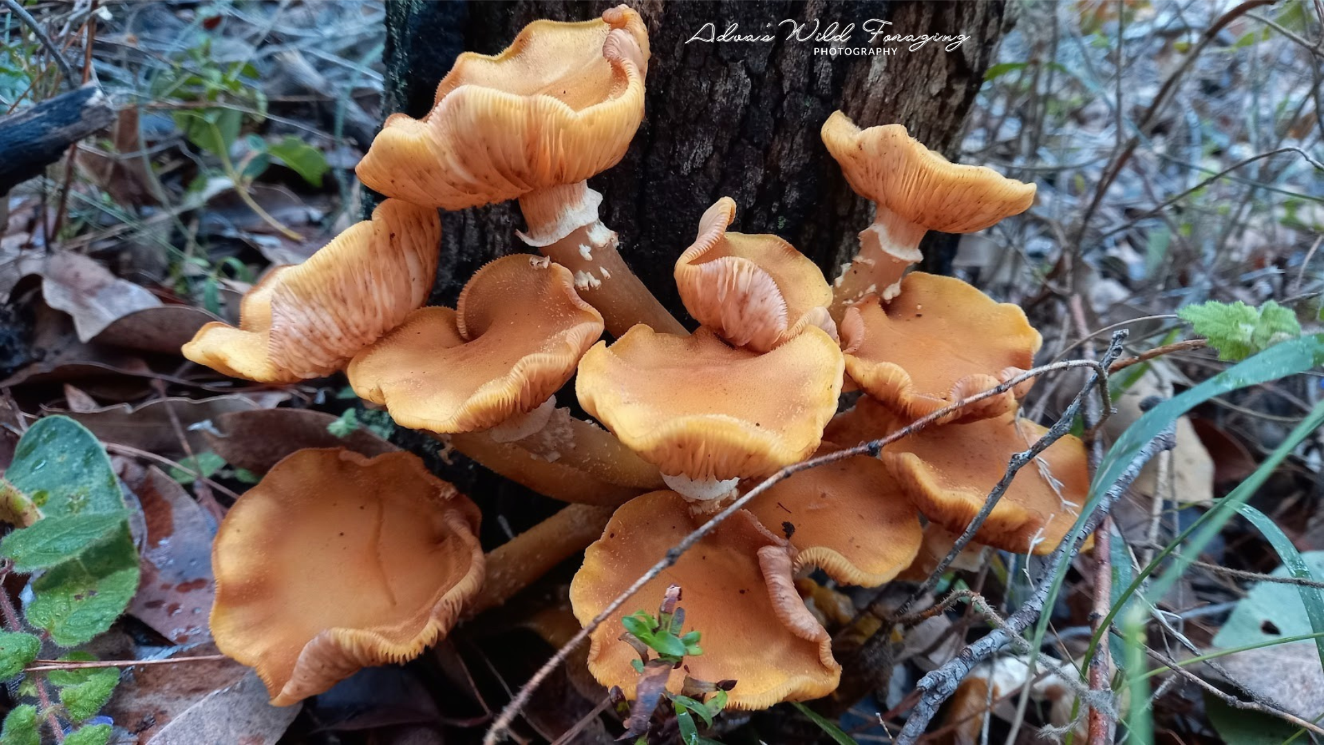 Honey Fungus - Armillaria Leutobubalina