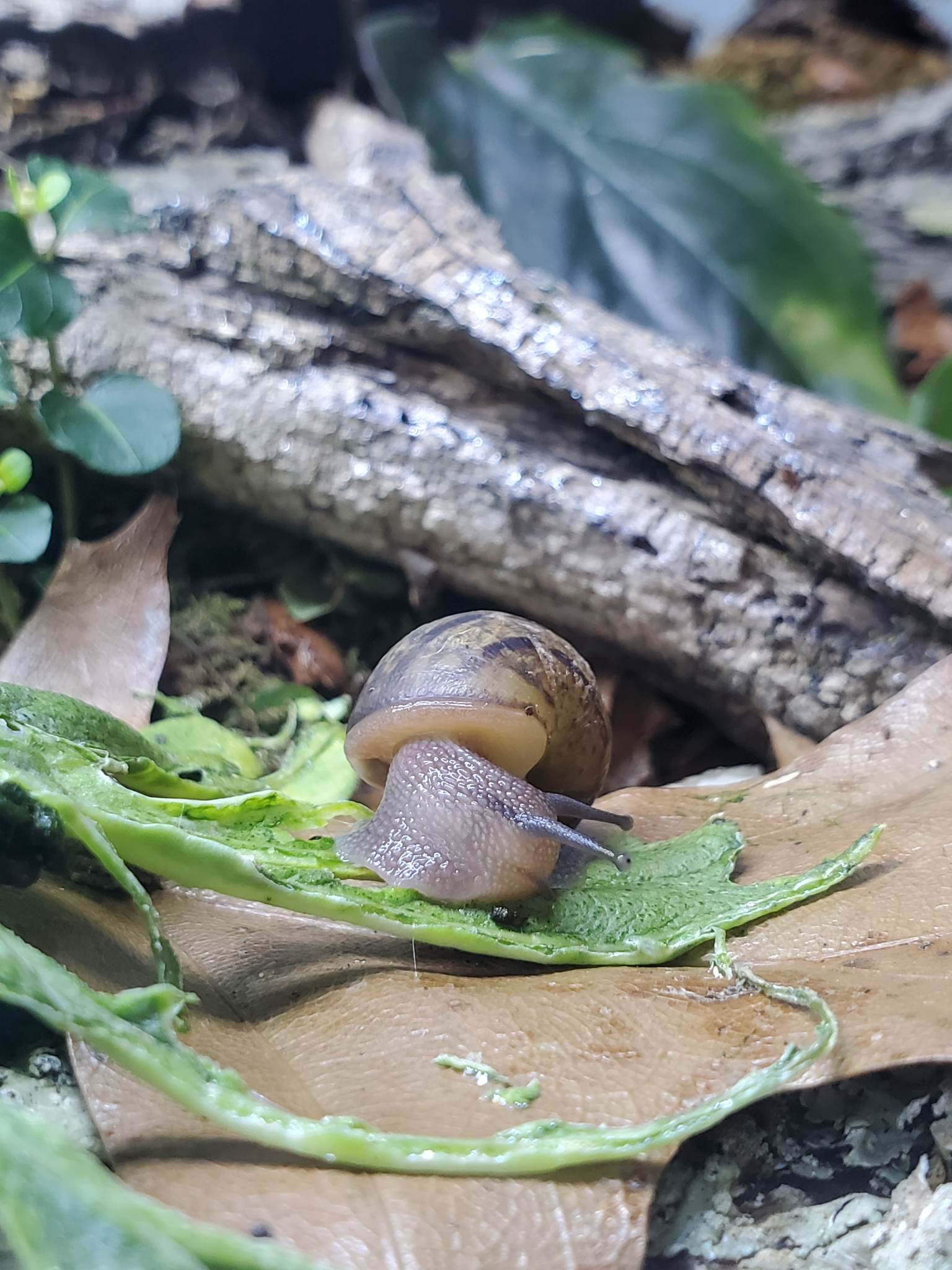 Happy Snails