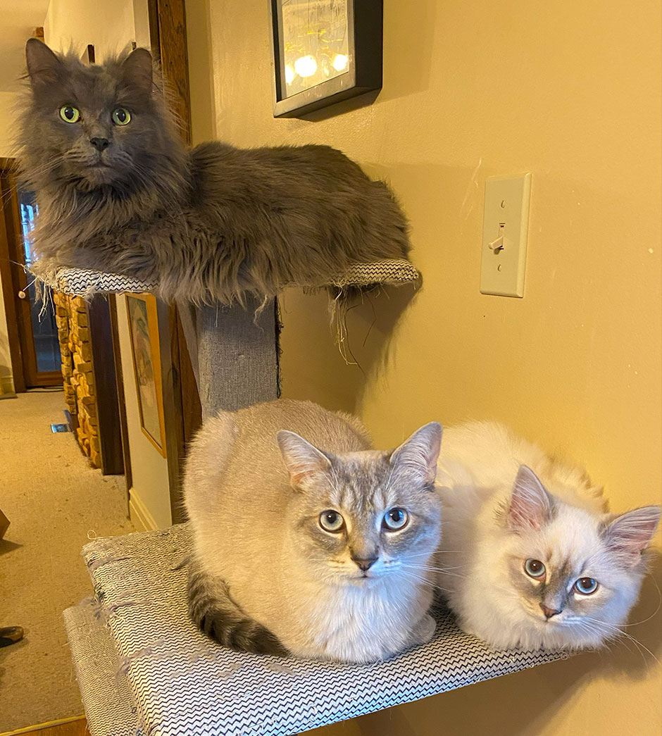 three cats on a cat tree