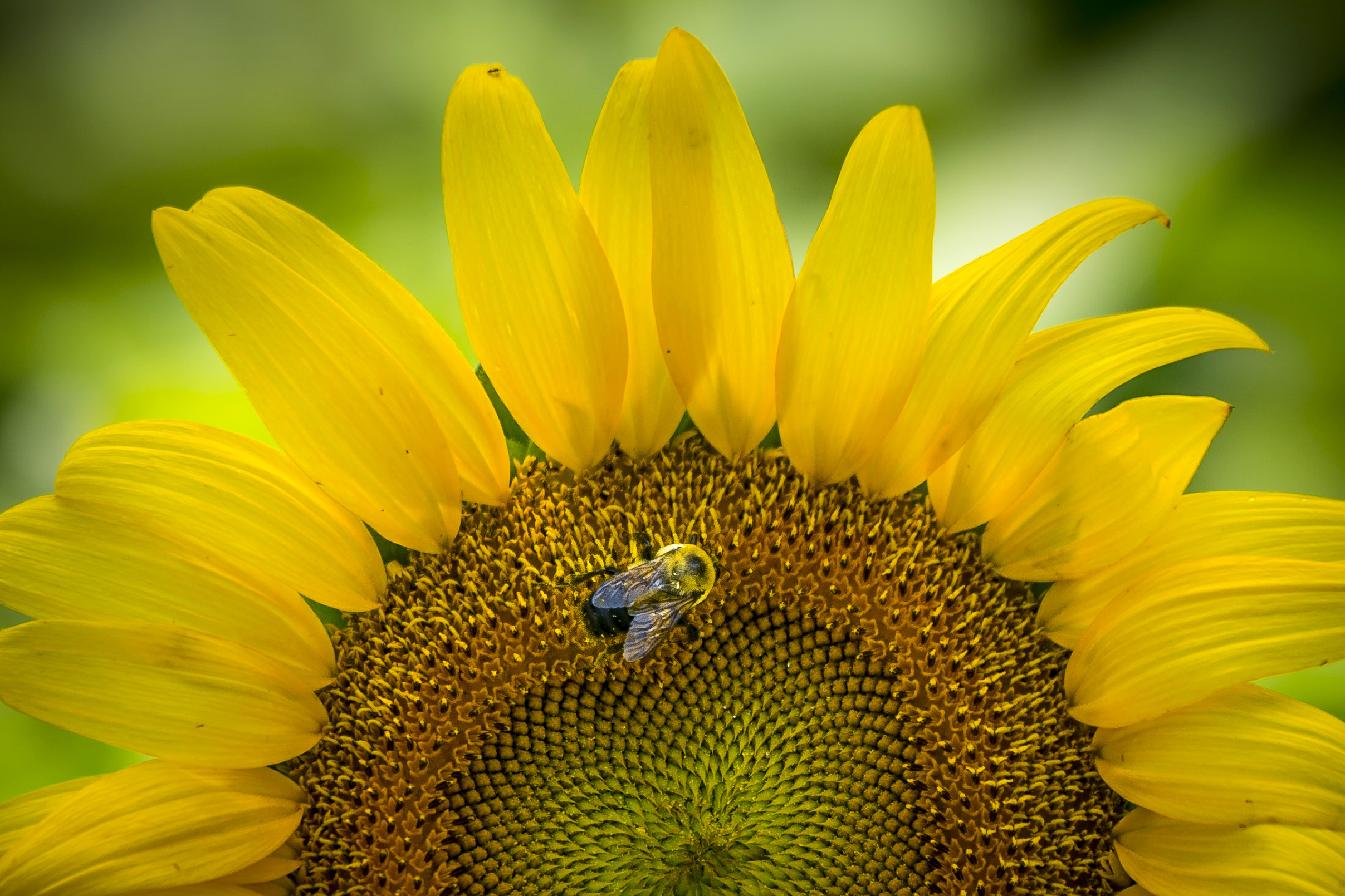 sunflower with bee on seed