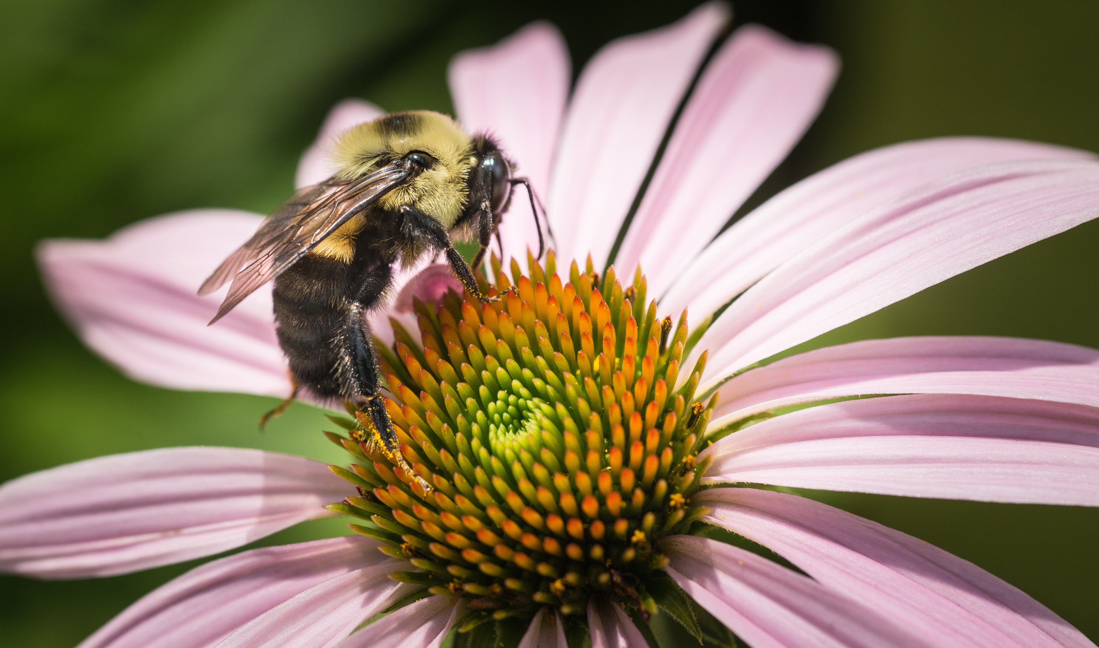 echinacea with bee