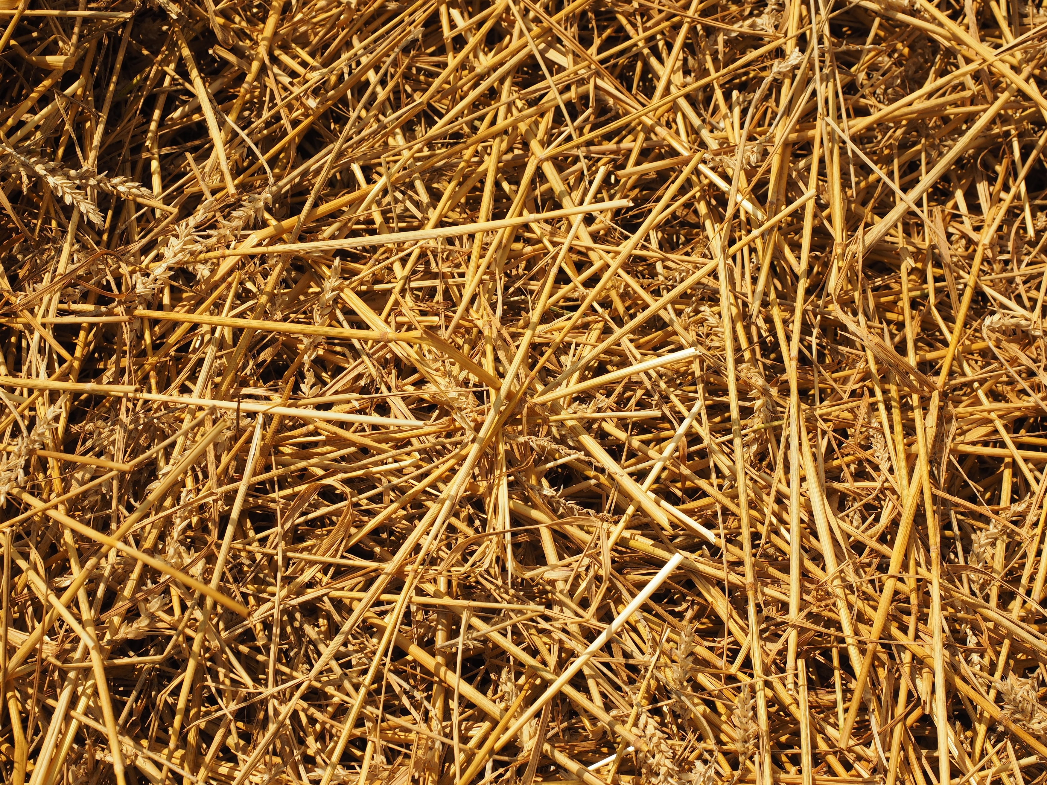 dried stems