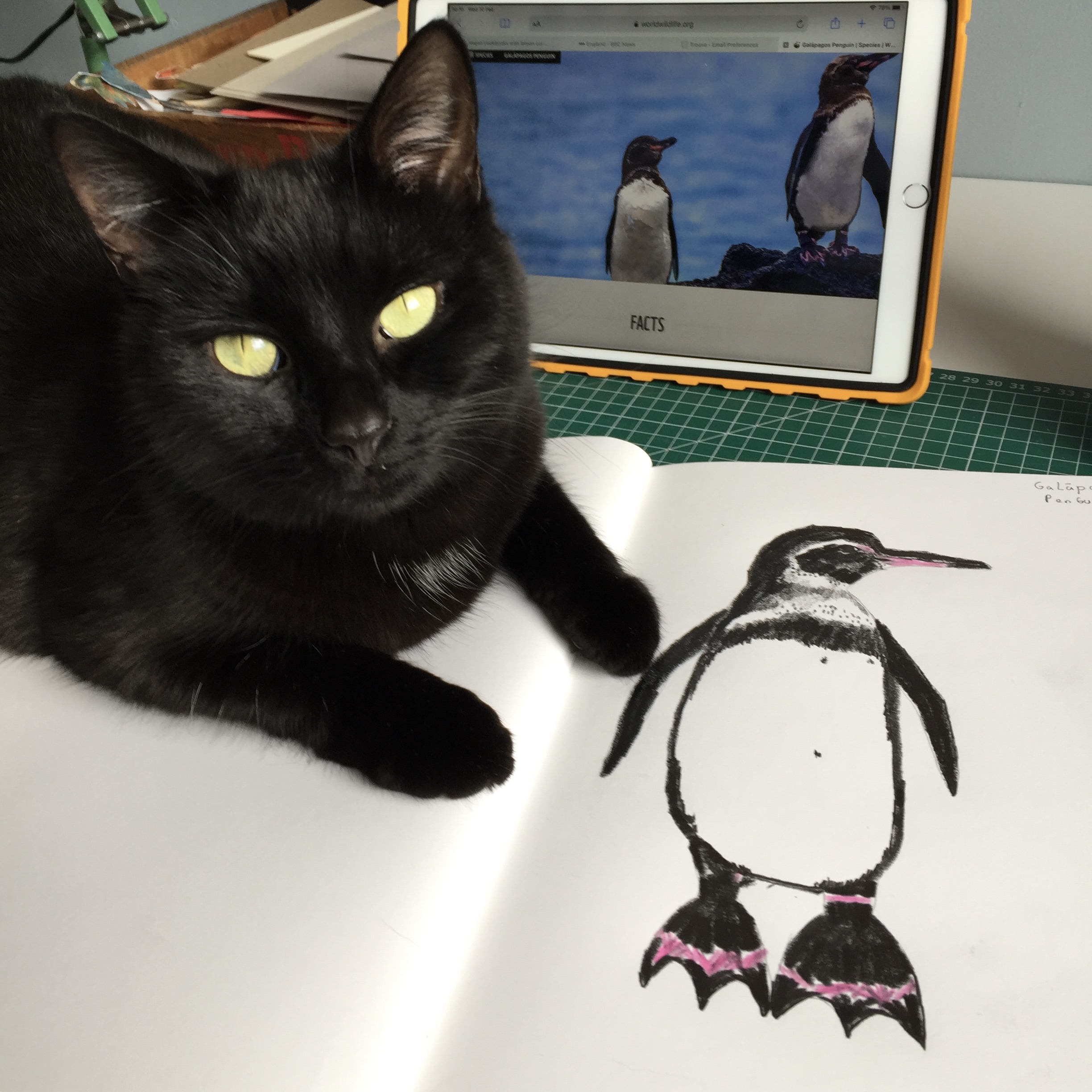 Kathryn Wild Penguin Drawing