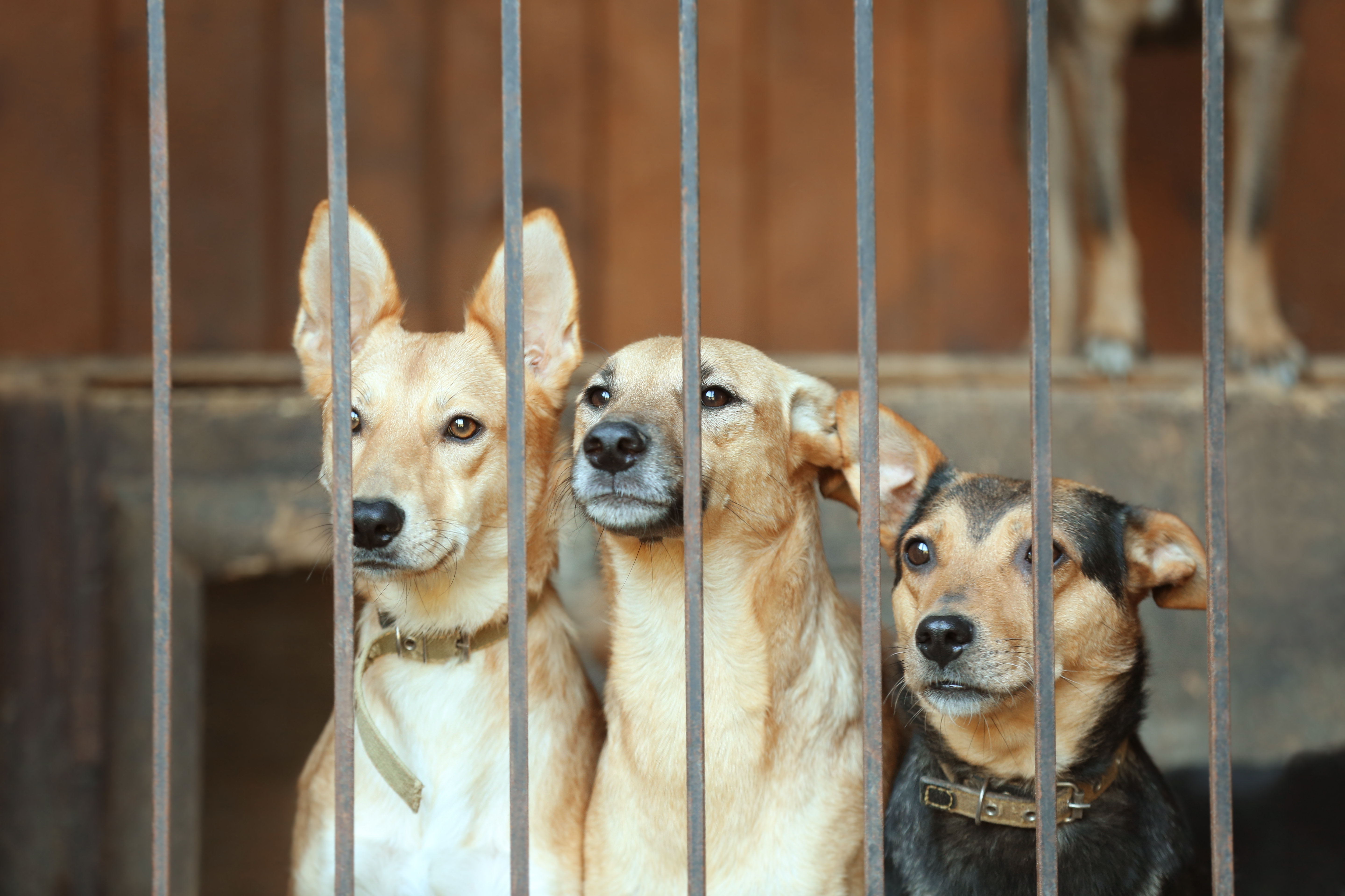 Three dogs in a cage