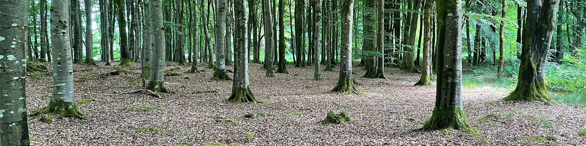 A wide panoramic image of a beech forest floor. The trees are straight and uniform. There is a carpet of leaf matter but not much other ground level vegetation.