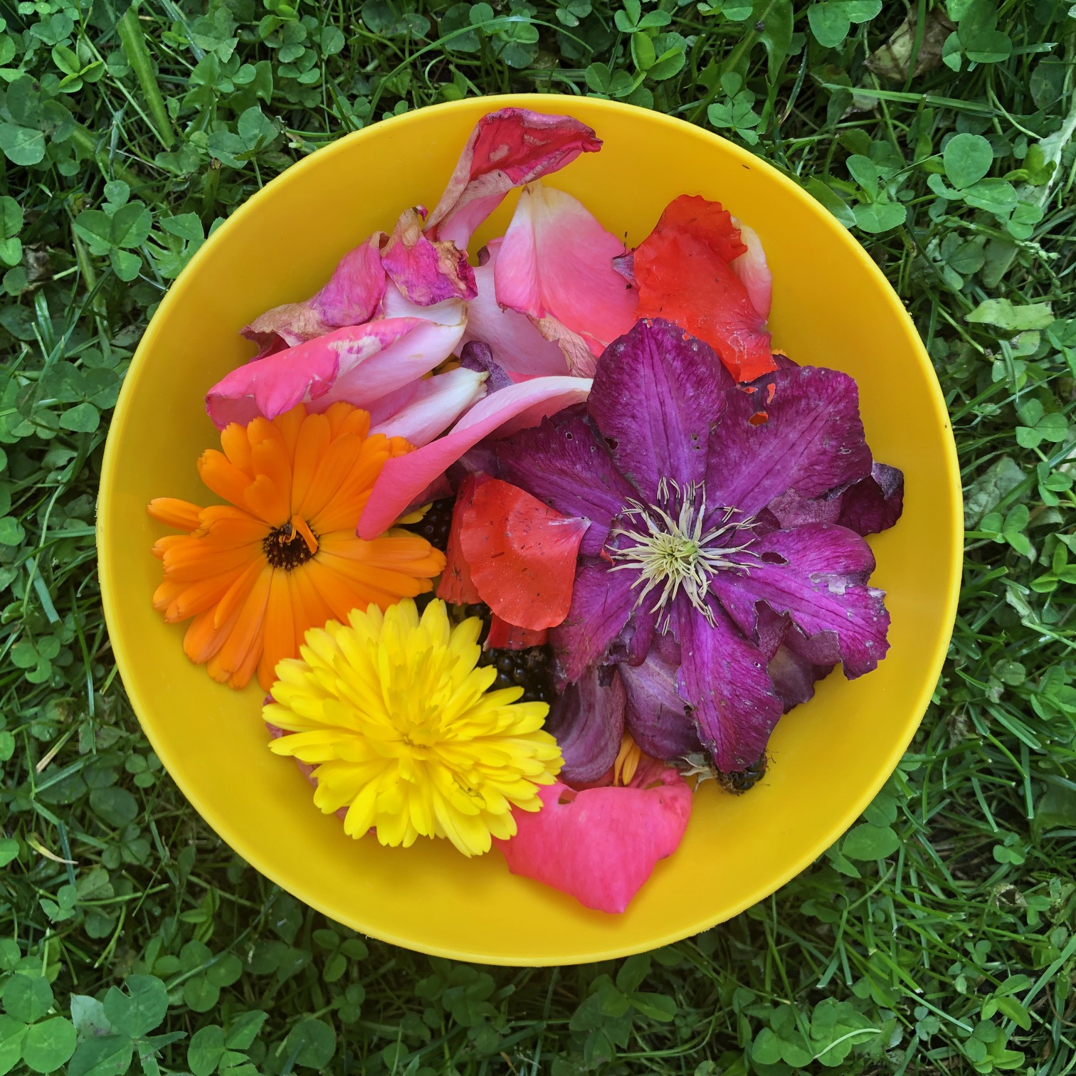 Flowers from my garden collected for dying 