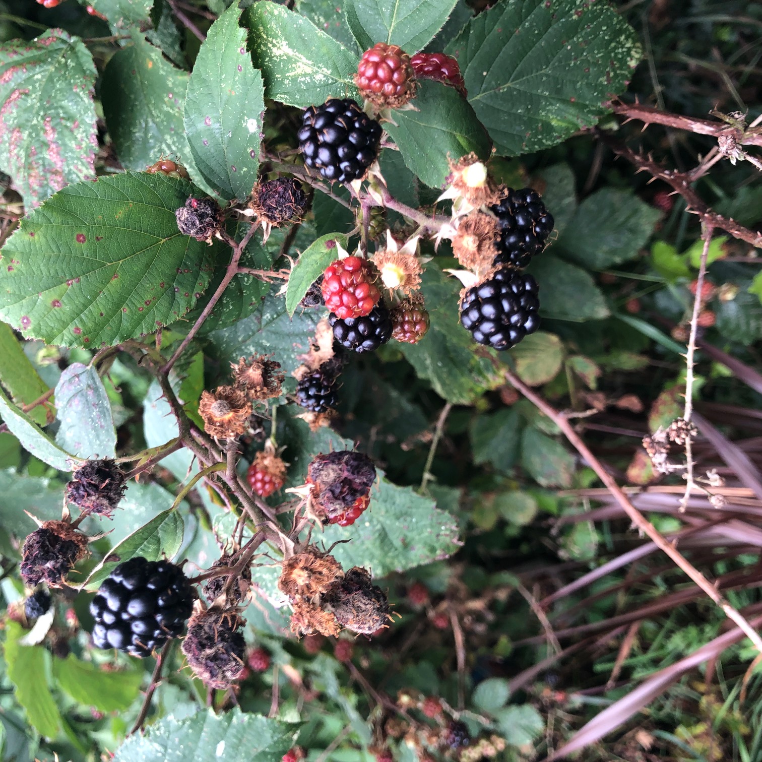 Garden blackberries for eating, jam, dying....