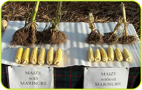 Crops grown with and without the addition of Marinure to the soil