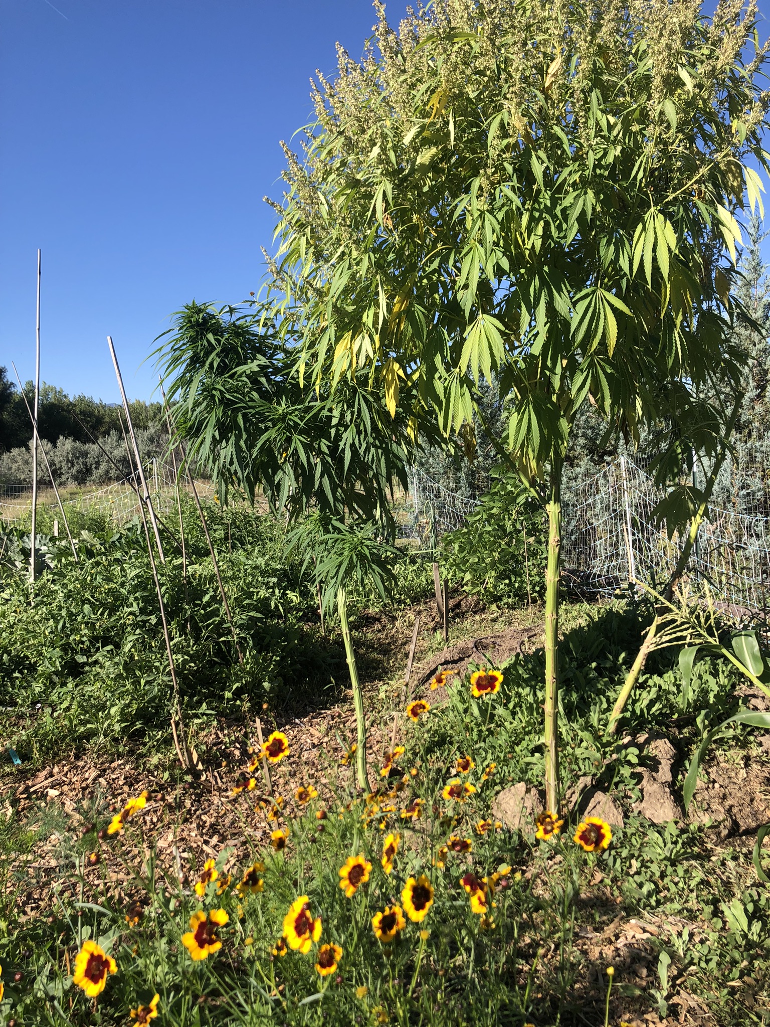 Hemp-shade-tree-Karina-Zedalis-flower-farm
