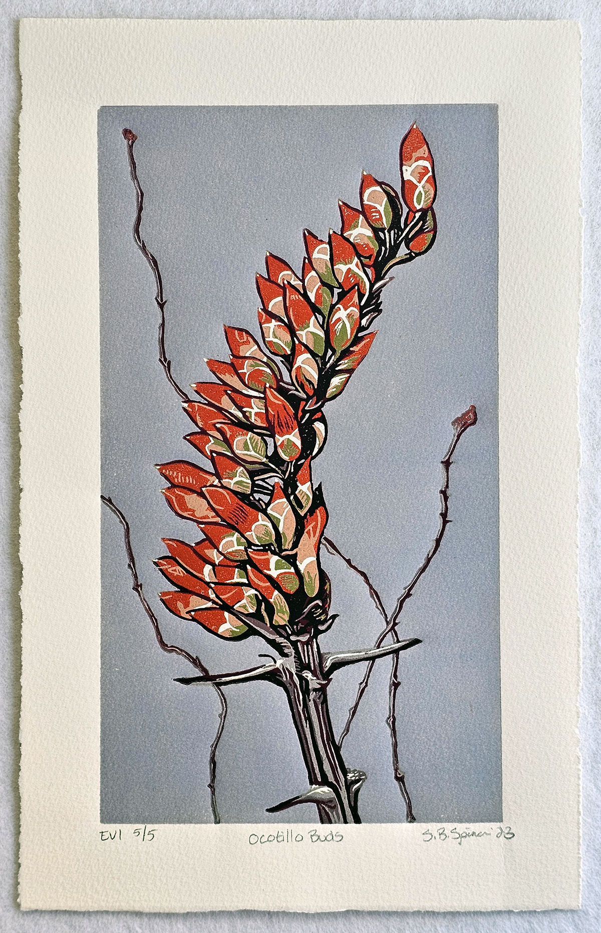 Ocotillo Variant 1