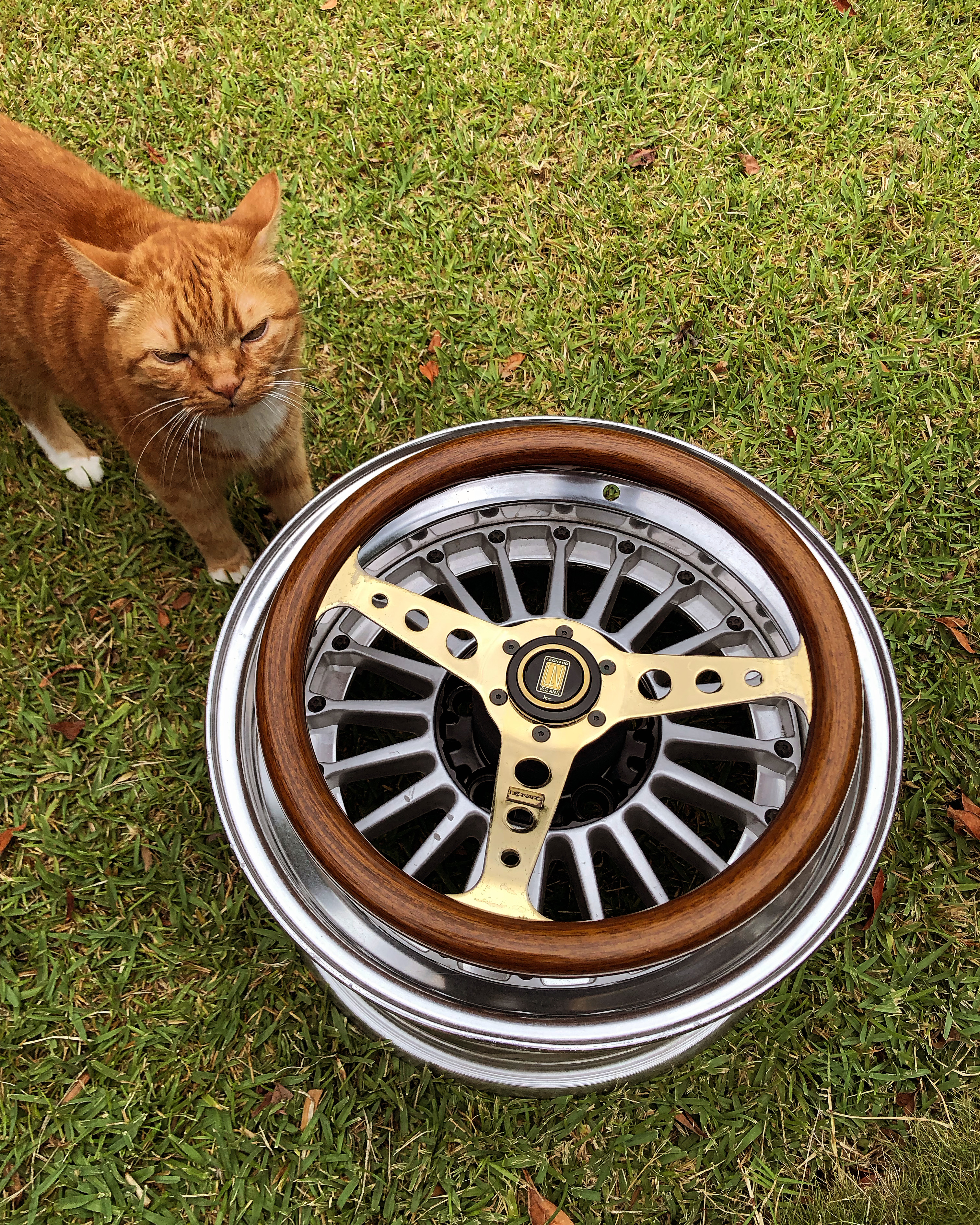 ginger cat standing next to wheel on grass