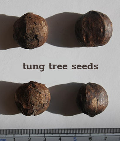 tung oil seeds