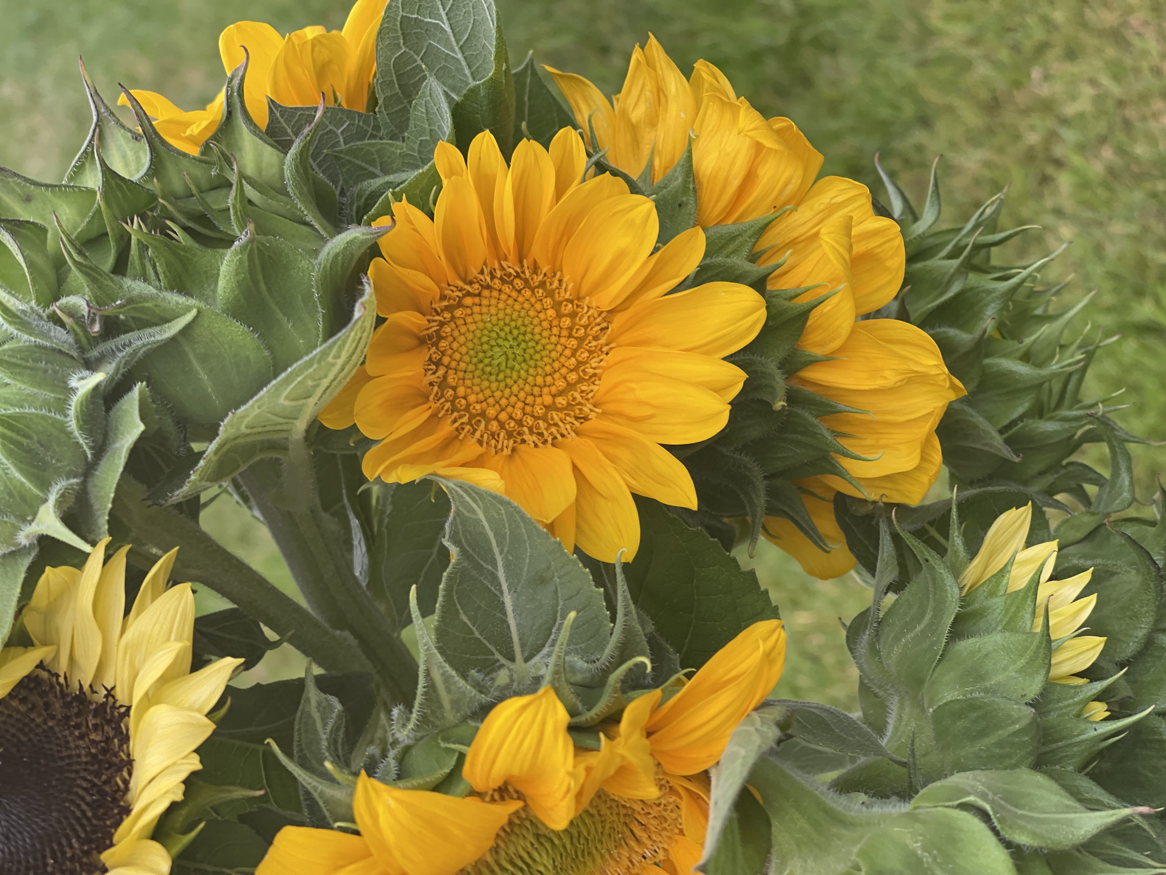 Sunflowers