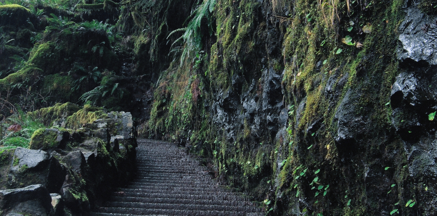 Stone Stairway surrounded by nature