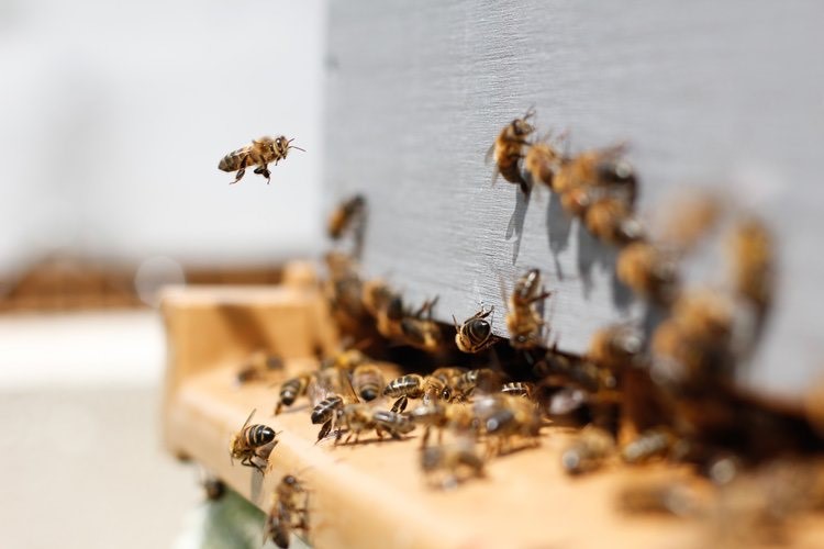 Bees with heart shaped drawn comb