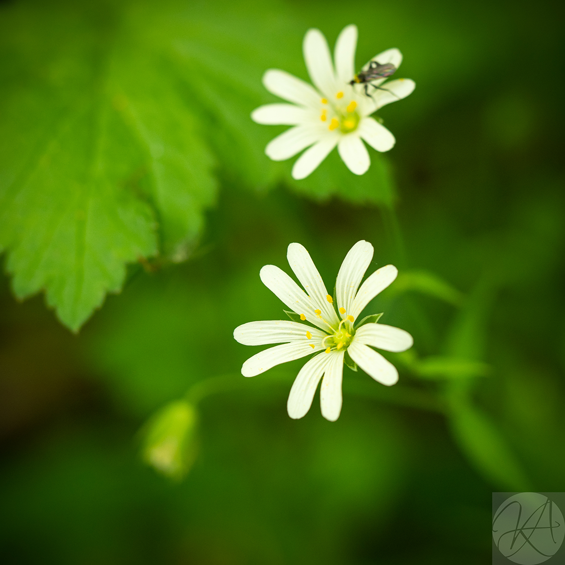 Greater Stitchwort