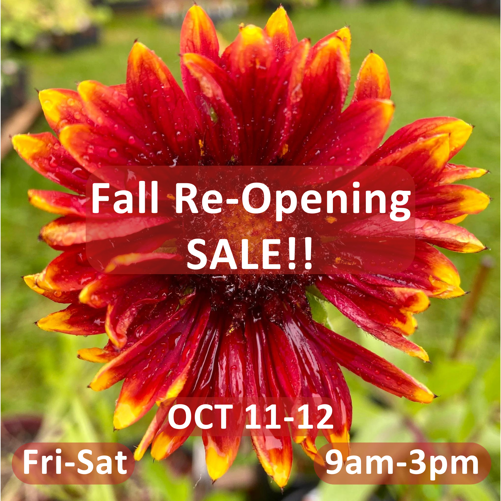  good year farms sale washougal washington | native plant nursery