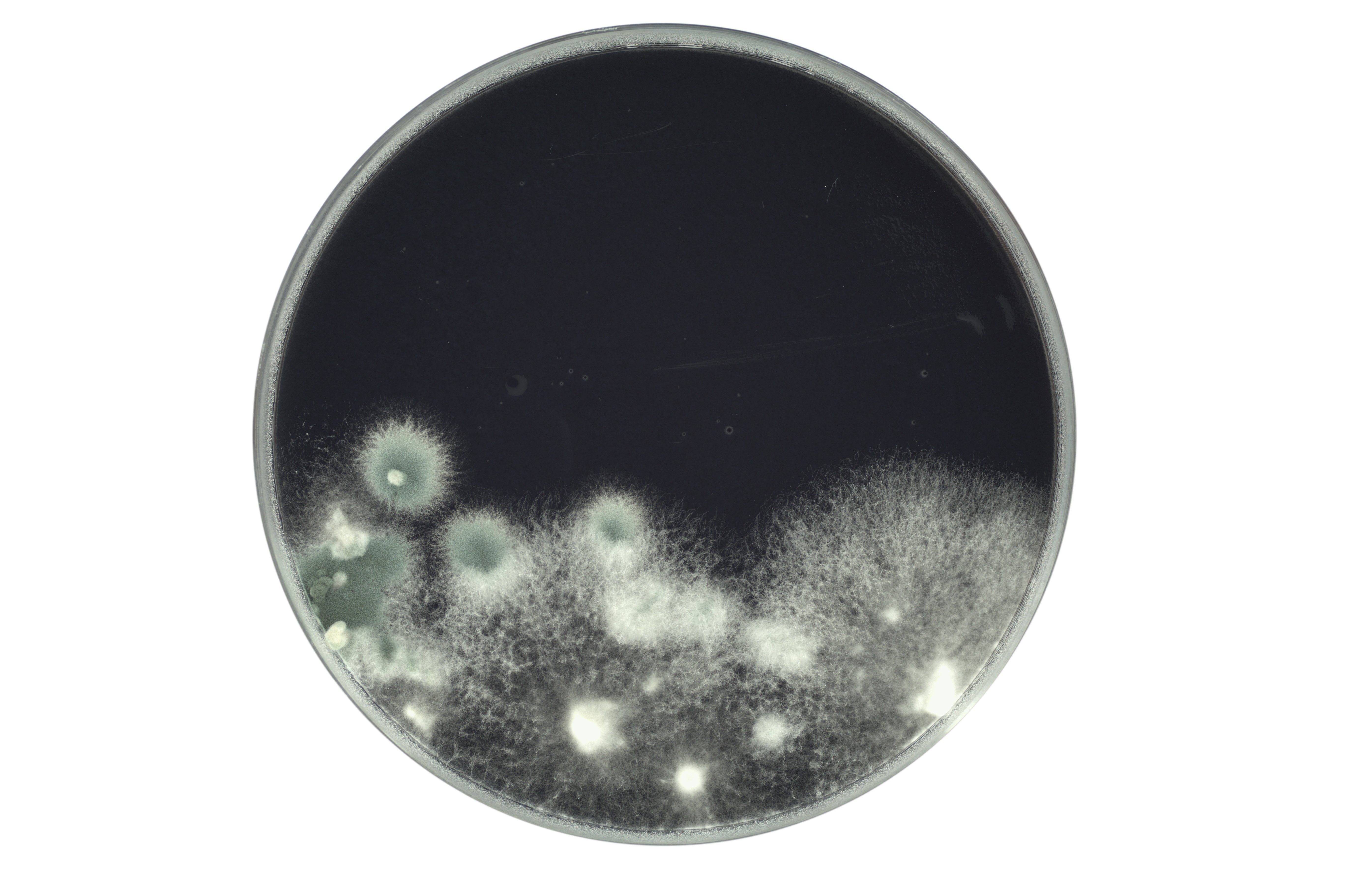 Petri dish containing black agar and mycelium