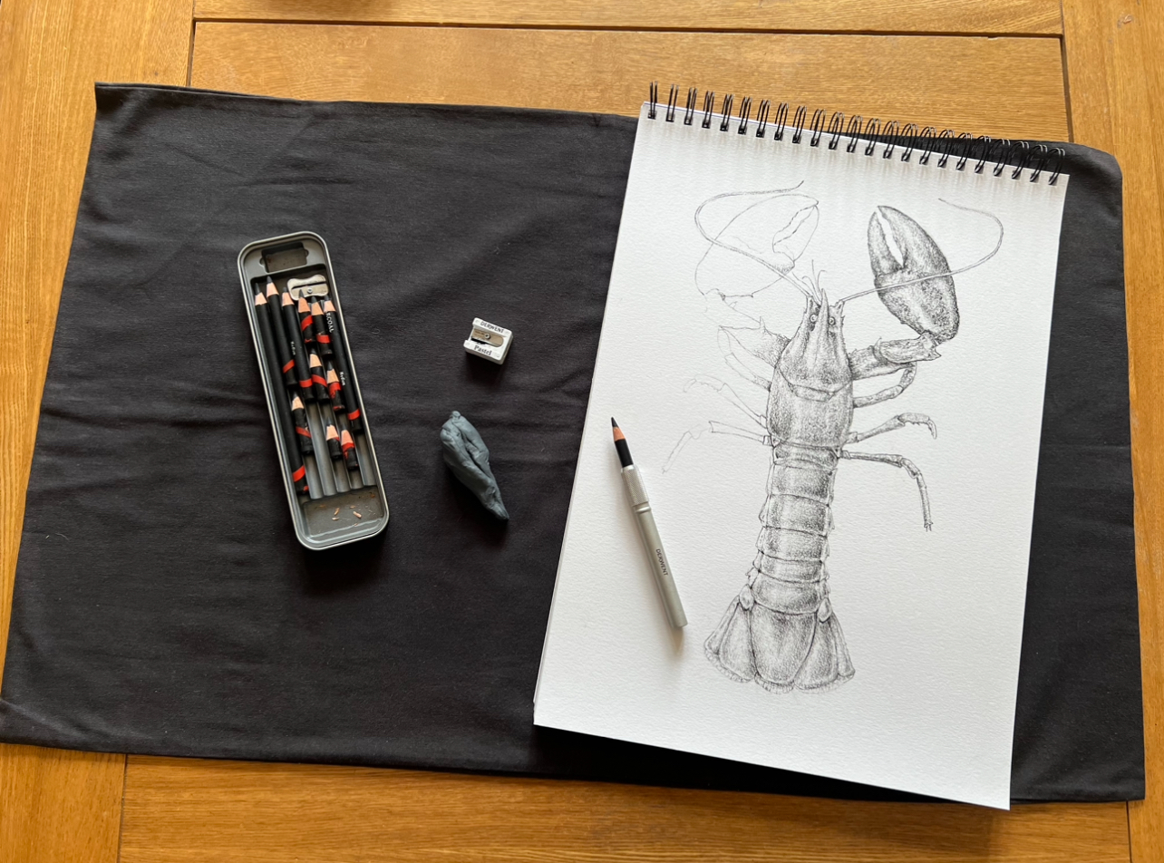 Lobster in charcoal pencils.