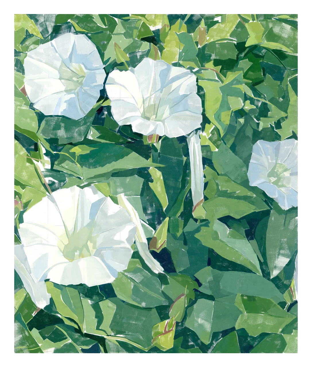 Big ol bindweed