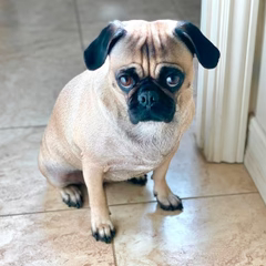 Olive the Pug