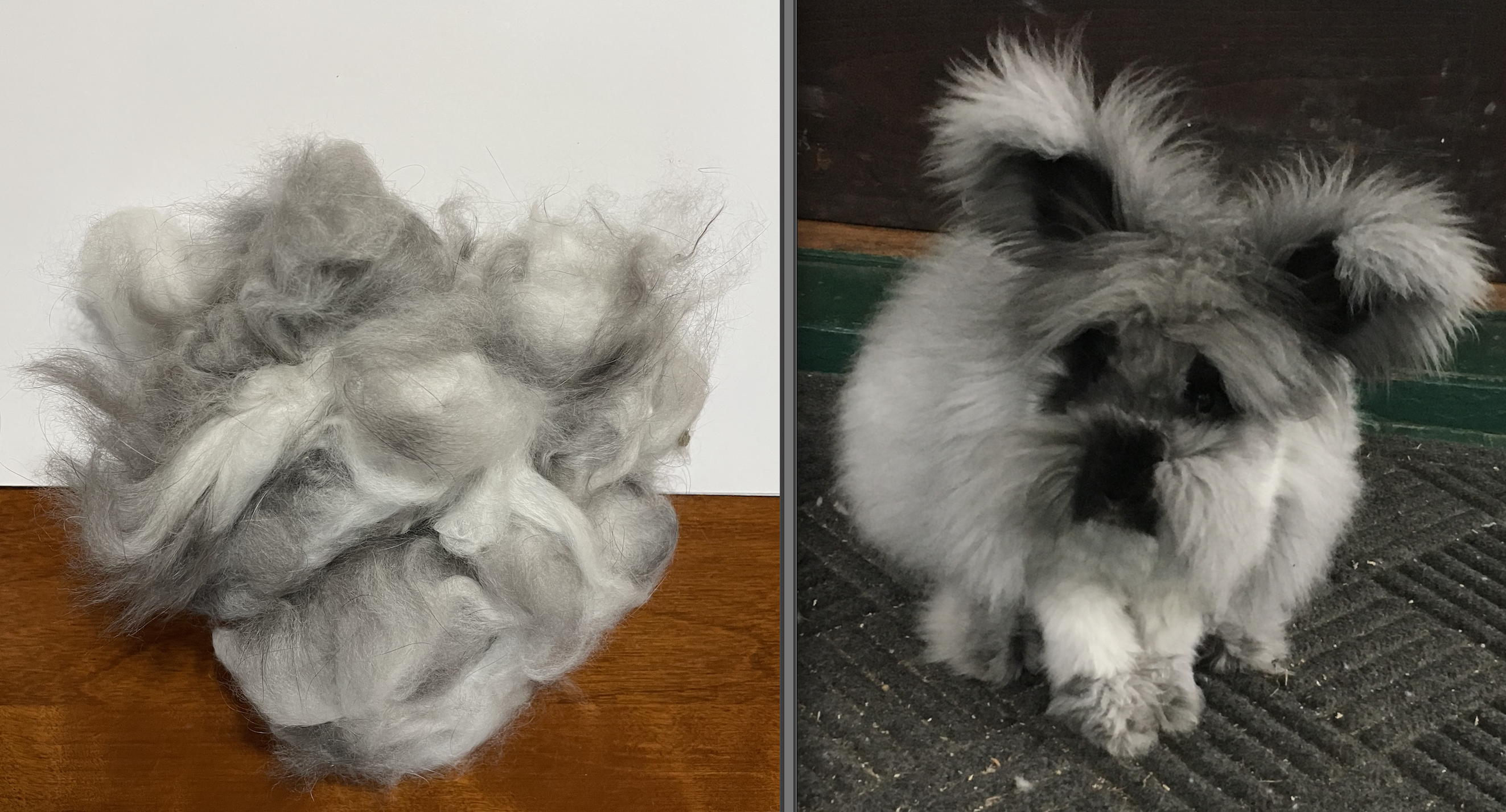 Black English angora rabbit and fiber