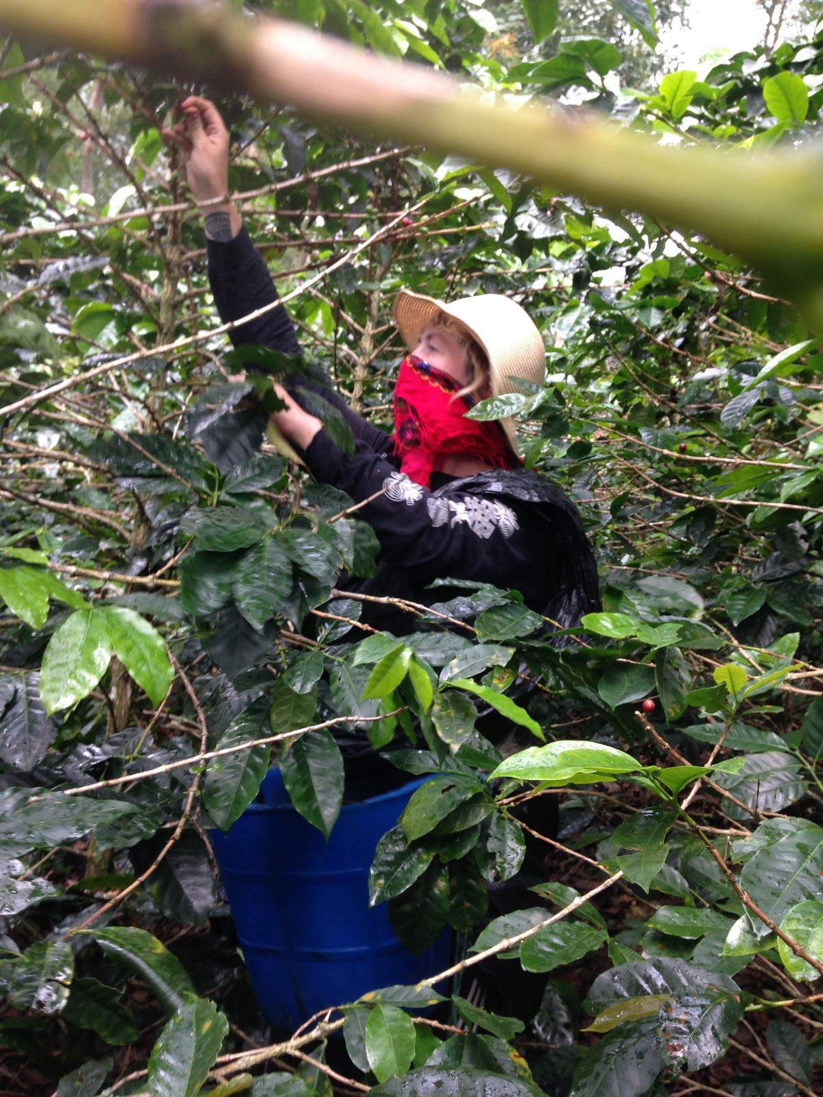 On a coffee farm in Colombia