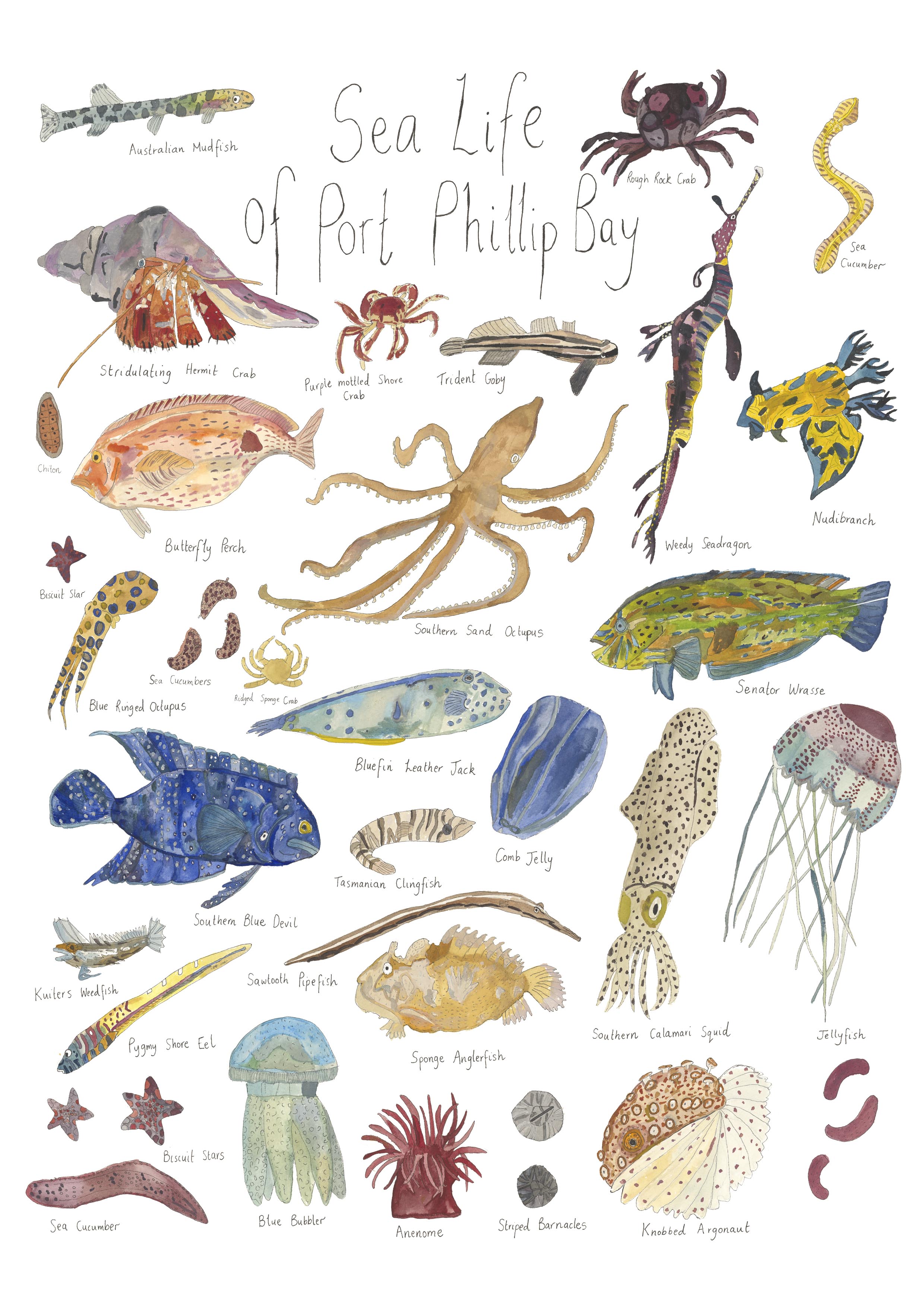 Sea Life of Port Phillip Bay 