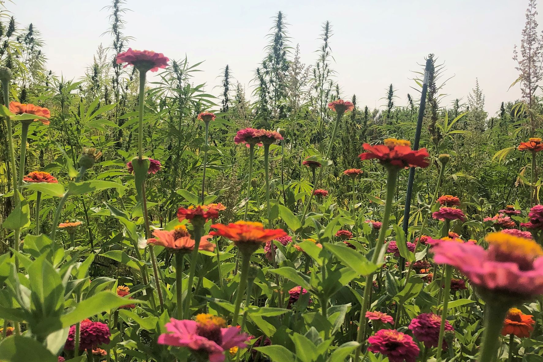 Karina Zedalis zinnia hemp field c2021