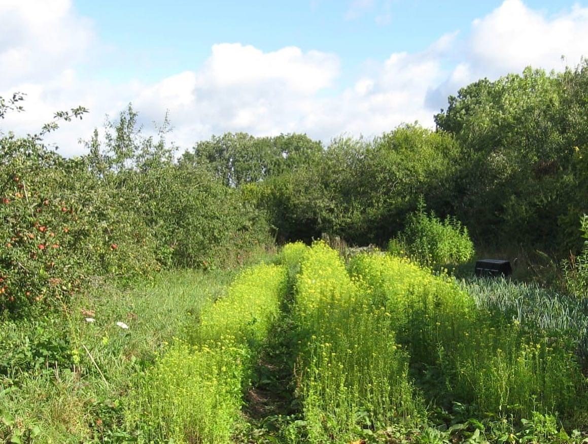 Mustard cover-crop before crimping