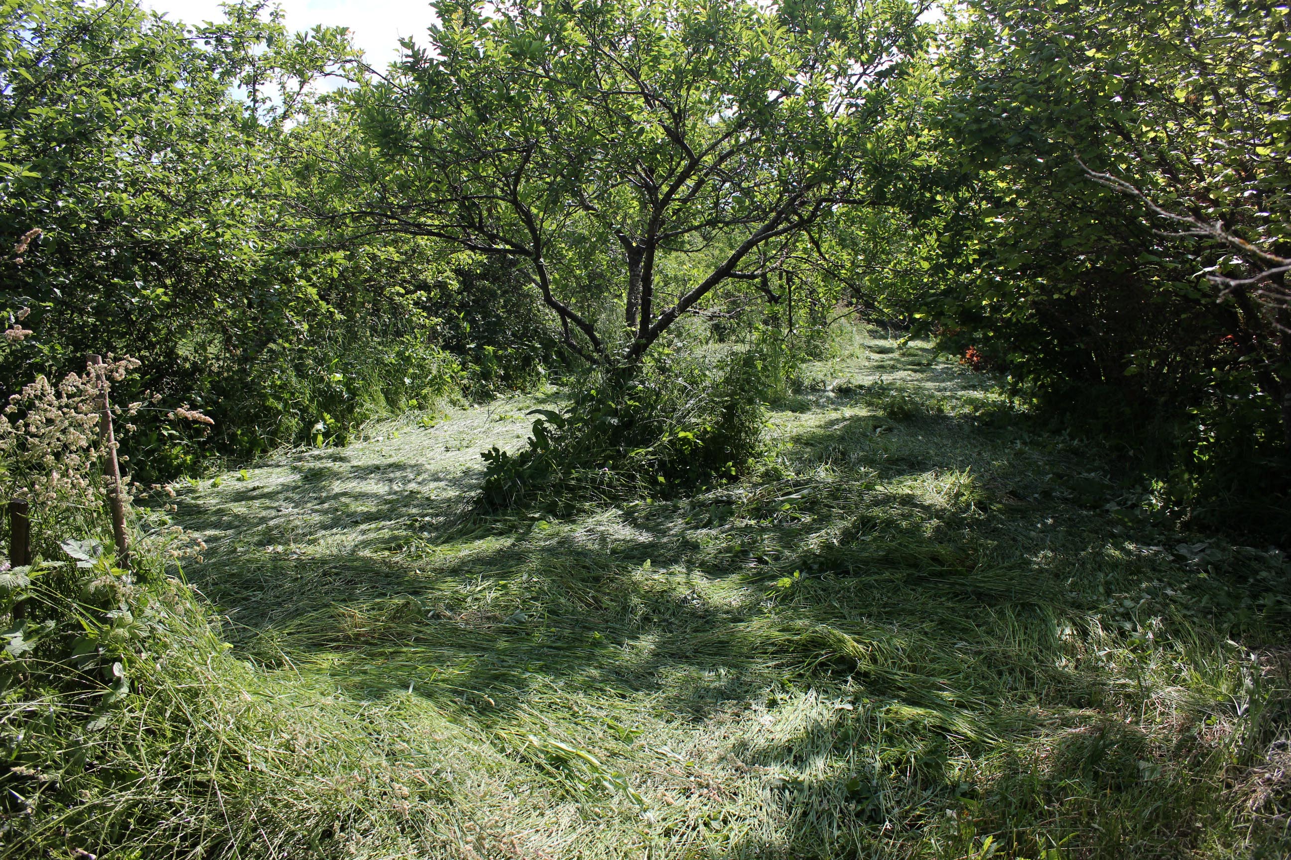 fruit orchard with crimped herbal Ley