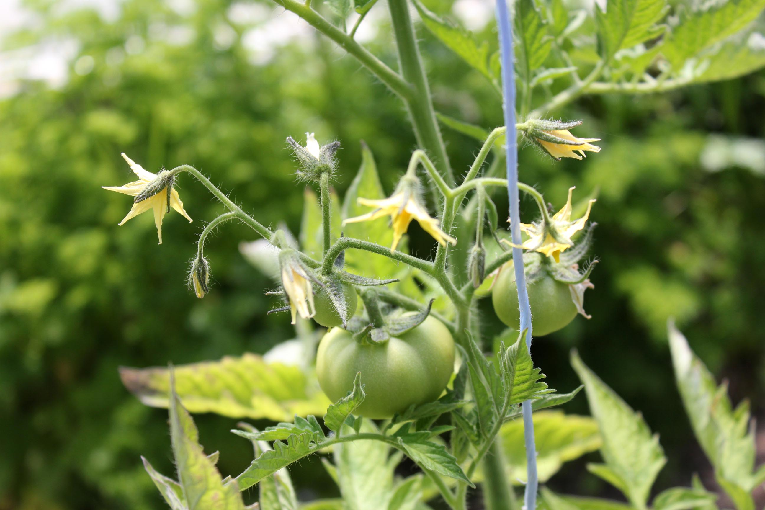 tomatoes