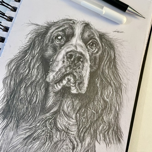 Springer Spaniel