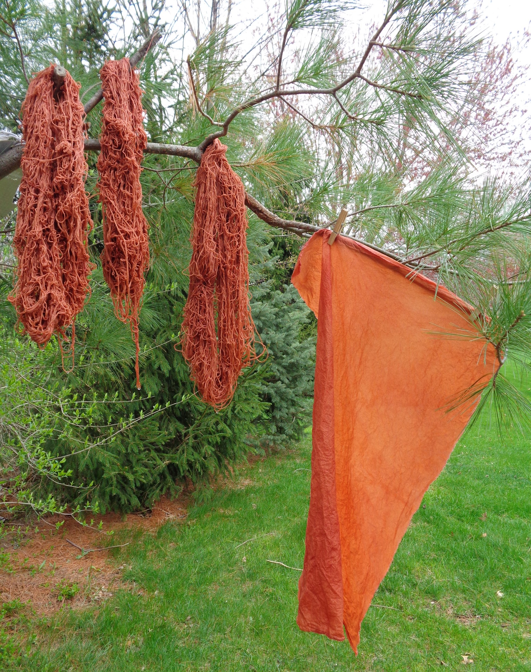 natural dye madder root