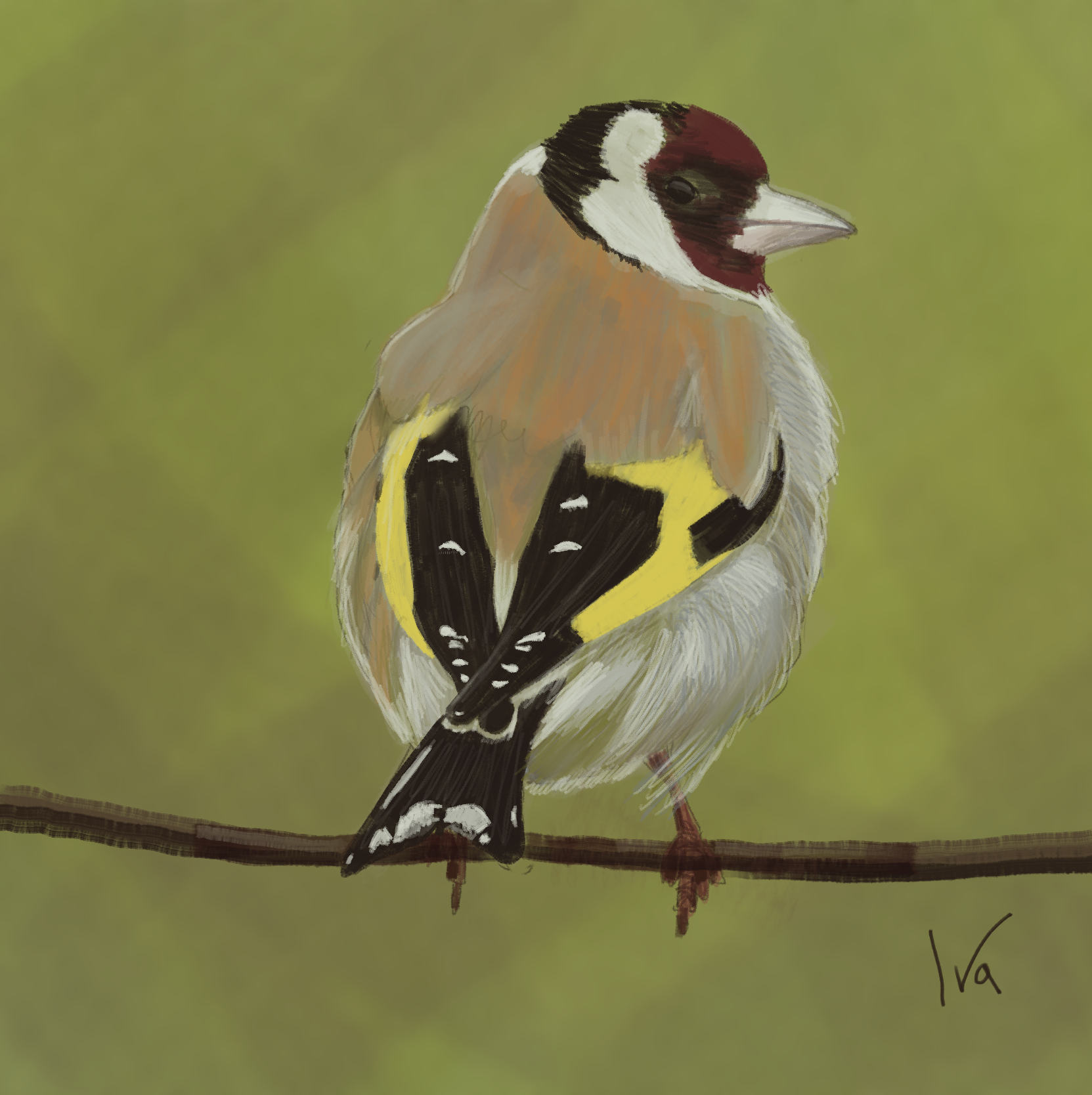 Goldfinch 