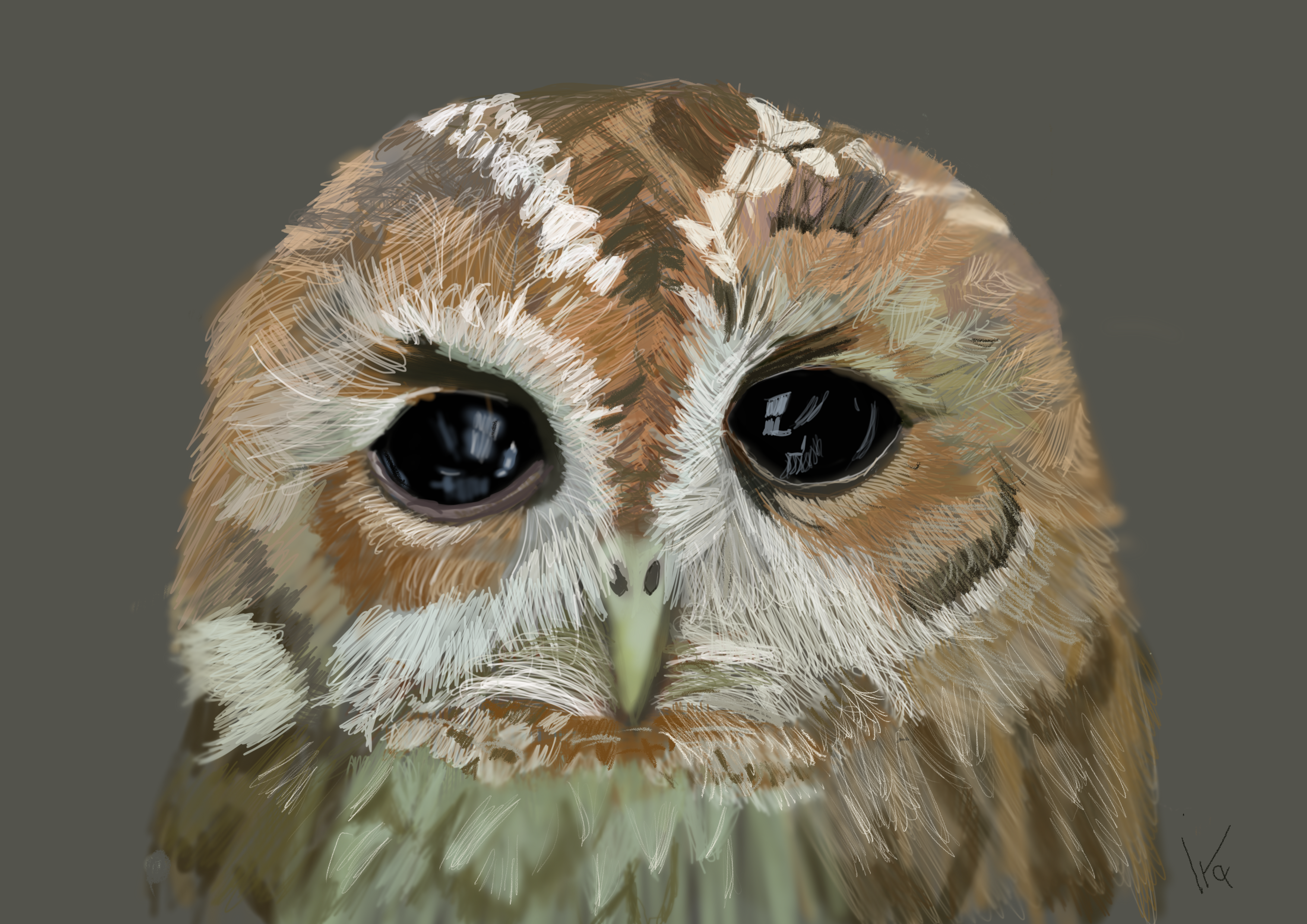 Tawny owl