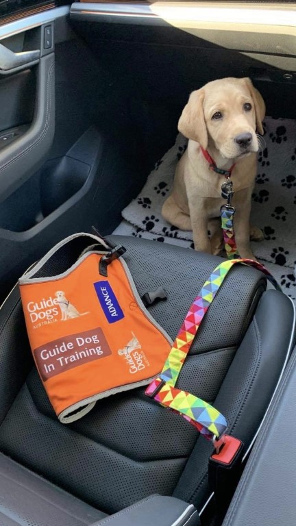 Guide dog puppy extra long seat belt restraint