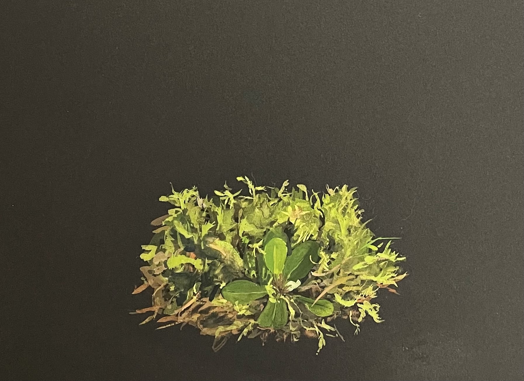 detail of moss clump © j.e. paterak